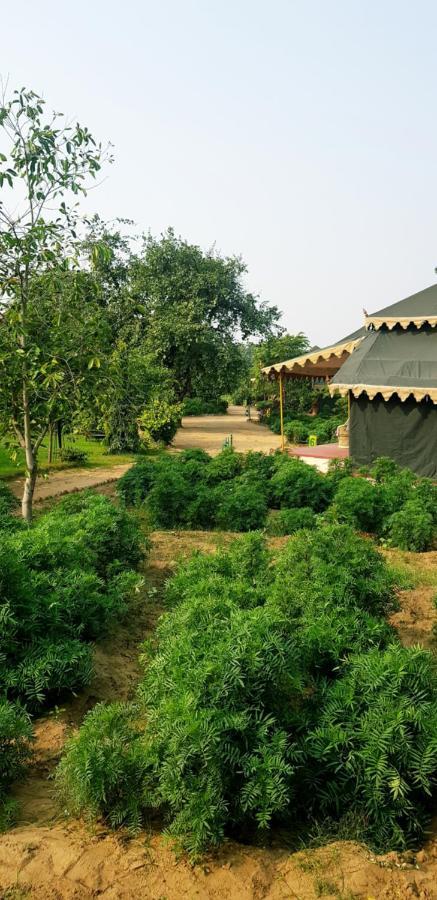 بوشكار Orchard Tents & Tranquility المظهر الخارجي الصورة
